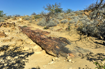 Fototapeta na wymiar Petrified Forest, Namibia