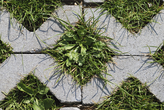 Mit Gras bewachsene Pflastersteine (Rasengittersteine).