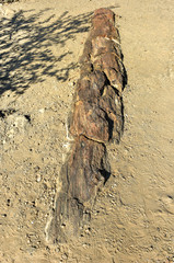Petrified Forest, Namibia