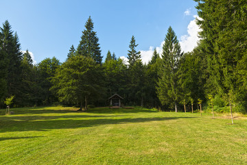 Fototapeta na wymiar Meadow and trees in the mountains