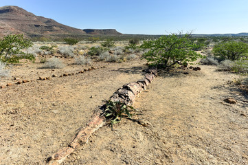 Petrified Forest, Namibia