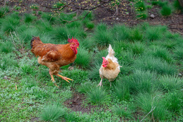 Rooster and hen are on bright green grass background.