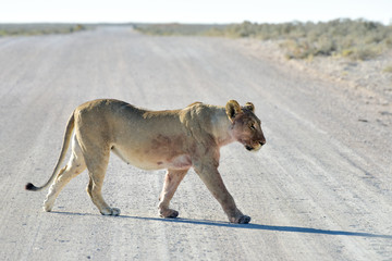 Fototapeta na wymiar Lion in Etosha, Namibia