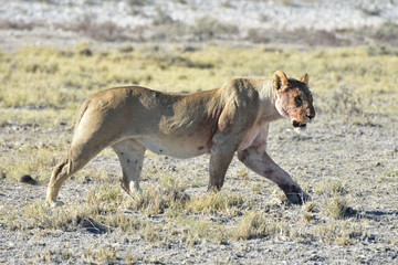 Lion in Etosha, Namibia