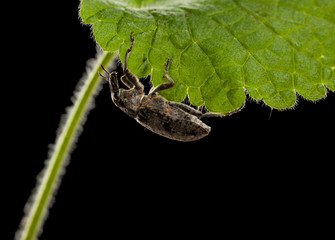 Beetle on leaf