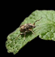 Black Vine Weevil climb on leaf