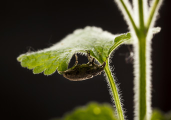 Black vine weevil under leaf