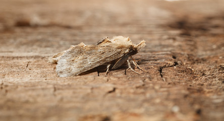 Fuzzy lepidoptera