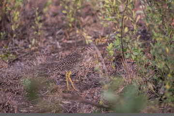 spotted thick-knee