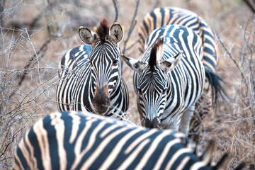 Fototapeta na wymiar zebra in south africa