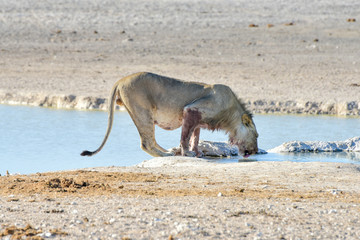 Lion in Etosha, Namibia
