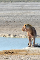 Fototapeta na wymiar Lion in Etosha, Namibia
