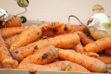 potager - récolte de carottes