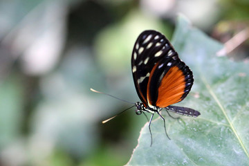 Fototapeta na wymiar papillon exotique