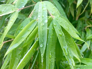 rain drops on bamboo leaves