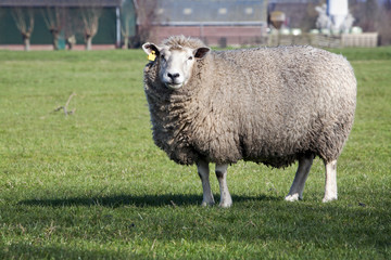 Obraz premium Sheep