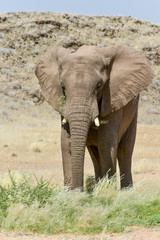 Fototapeta na wymiar African Bush Elephants