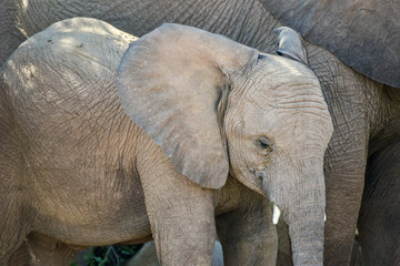 Young African Bush Elephant