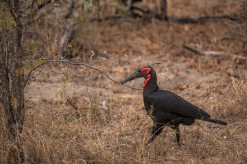 Southern Ground Hornbill