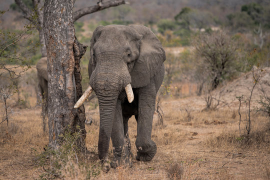 elefant in south africa