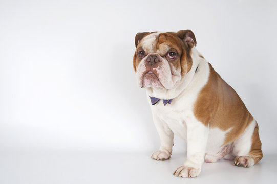 English Bulldog sitting on the right on a light background..