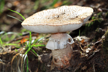 White Amanita rubescens mushroom