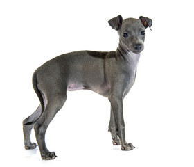 puppy italian greyhound
