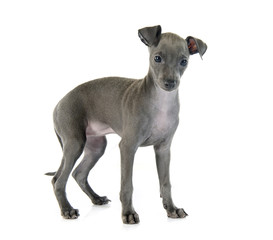 puppy italian greyhound © cynoclub