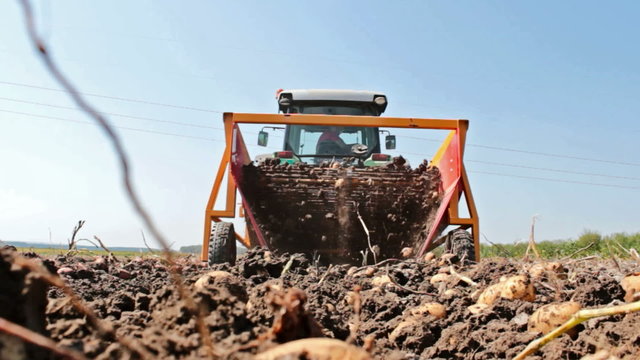 Potato digger at work