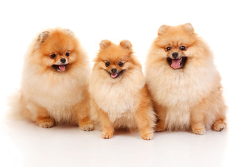 Three Pomeranian Spitzes