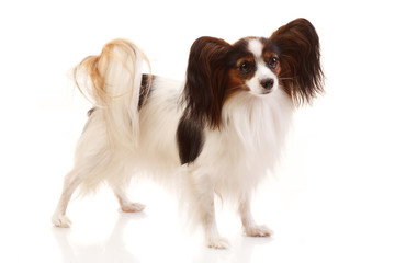 Papillon dog