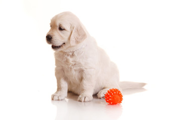 One month old puppie of golden retriever