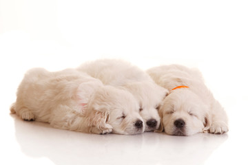 Three one month old puppies of golden retriever