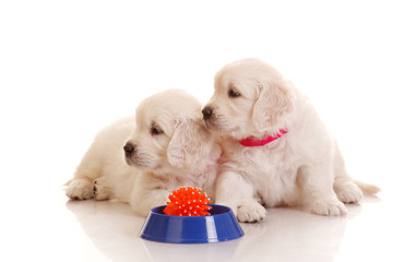 Two One month old puppie of golden retriever