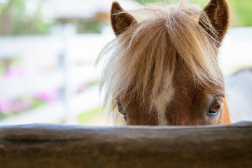 horse in stable