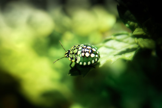 green beetle stinkbug