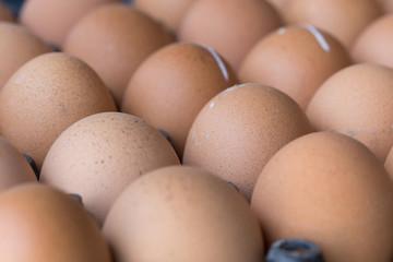fresh organic eggs from chicken farm agriculture for sale