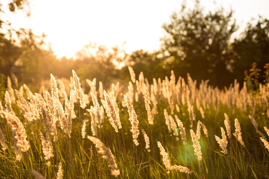 Fototapeta Plants at sunset