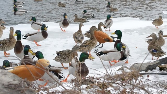 Feeding of wild ducks and ruddy shelducks on partly frozen pond