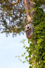 Nesting box on a tree