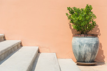 tree in pot