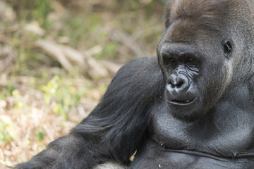 Obraz premium Amazing lowland silverback gorilla
