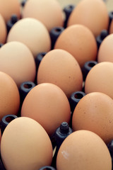 fresh organic eggs from chicken farm agriculture for sale