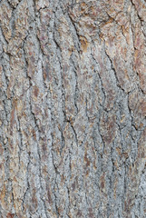 Obraz premium Natural background - bark of conifer close-up