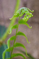 Exotic tropical ferns with shallow depth of field (dof)