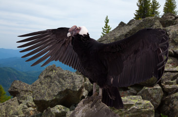 Vultur gryphus in wildness area