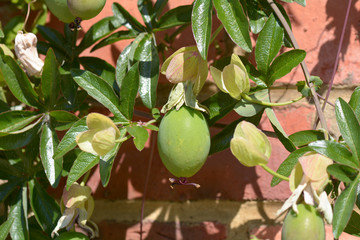Passion fruit (passiflora edulis) ripening in summer sun