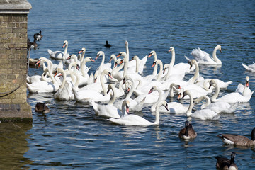People feeding swans in a river