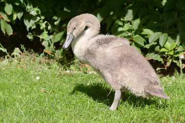 Cygnet swan (Cygnus olor) standing on grass on summers day