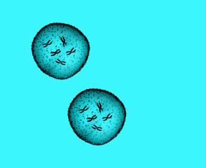 Two microbe light blue seen in a microscope in a medical office